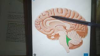 Cerebral hemispheres sulci and gyri Part 2 [upl. by Yelrehs]