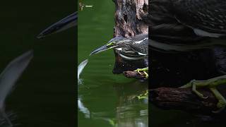 Free fish dish for herons birds heron nature shorts [upl. by Garibald]