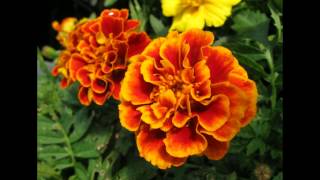 Бархатцы отклоненные Tagetes patula [upl. by Gennifer]