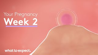 2 Weeks Pregnant  What to Expect [upl. by Edva]