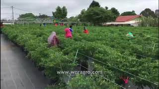 Ladang Cili Fertigasi di Segamat Johor [upl. by Asiil186]