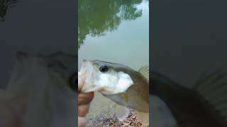 Bass Fishing From The Bank thefishlessfishermen [upl. by Burnsed44]