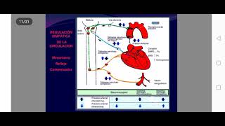 Farmacos adrenergicos 2da clase [upl. by Arimay526]