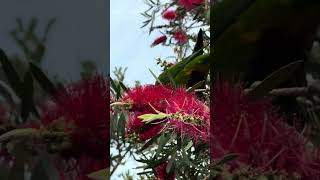 Stalking the baby lorikeet feasting on my bottlebrush callistemon spring shorts birds [upl. by Hayila725]