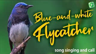 Blueandwhite Flycatcher Nature Bird Sounds for Relax [upl. by Billat]