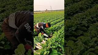 Radish Harvest satisfying shot [upl. by Einnal]