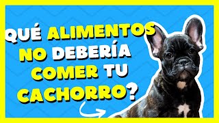 📛 Cómo Cuidar un Perro Adecuadamente 🐕🐾 [upl. by Enorel]