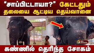 சாப்பிட்டாயா கேட்டதும் தலையை ஆட்டிய தெய்வானை கலங்க வைக்கும் காட்சிகள்  deivanaielephant [upl. by Ailaroc]