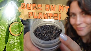 I RELEASED 1000 BUGS INTO MY HOUSE for pest management  Houseplant Care Vlog [upl. by Enitselec]