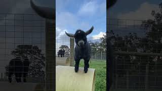 Pygmy Goats Love To Do Parkour 🐐🏞️ [upl. by Akamaozu129]