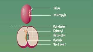 Embryo of Dicot Seeds  MeitY OLabs [upl. by Bathsheba441]