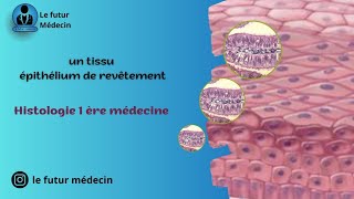 Épithélium de revêtement et glandulaire histologiquement  partie 1 [upl. by Surad]