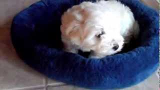 Cute Maltipoo Puppy  MY FIRST DAY HOME [upl. by Sheridan489]