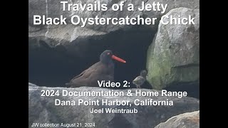 Travails Of A Jetty Black Oystercatcher Chick Part 2 [upl. by Whitcomb495]