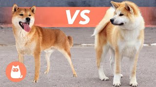 Differences Between SHIBA INU and AKITA INU 🐕 Breed Comparison [upl. by Barbi]