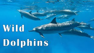 Swimming with Wild Dolphins in Hawaii [upl. by Ddahc]