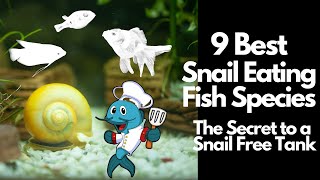 9 Best Snail Eating Fish 🐡 [upl. by Anesor302]