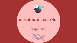 Diploïde ou haploïde  Tspé SVT [upl. by Notsyrb595]