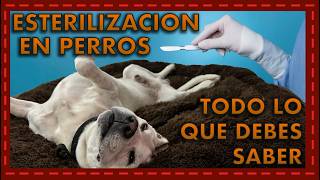 ¡Todo lo que necesitas saber sobre la esterilización en perros y sus mitos [upl. by Carleton154]