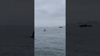 Killer Whales Breaching in California near Monterey [upl. by Namad]