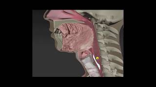 Anatomy amp Physiology of Swallowing  MBSImP Animations [upl. by Assiral966]