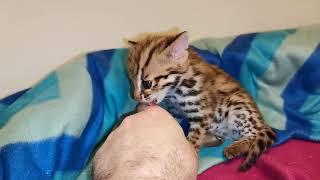 сладкий азиатский леопардовый котенок sweet asian leopard kitten [upl. by Publus783]