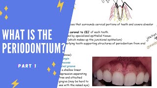 What is the periodontium Part 1 [upl. by Lateehs]