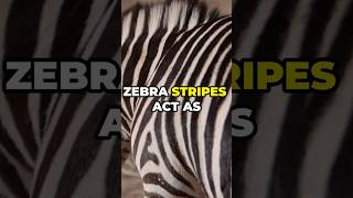 The Real Reason Zebras Have Stripes It’s Not for Camouflage shorts animals animalfacts [upl. by Kernan517]