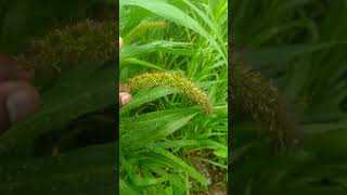 Anther dehiscence in foxtail millet [upl. by Cerell]