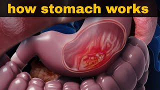 पेट आमाशय कैसे काम करता है  digestive system 3  stomach anatomy and physiology [upl. by Shandeigh699]