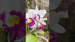 Four blooms on one plant orchids hawaiitime garden [upl. by Enenej717]