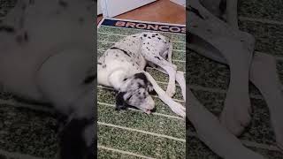 PAWFECTION  20240920 135210 greatdane cutedogs greatdaneworld greatdanetv dog puppy doglife [upl. by Hyo781]