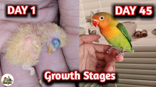 Lovebird growth stages  first 41 days From Egg to Adult [upl. by Durtschi]