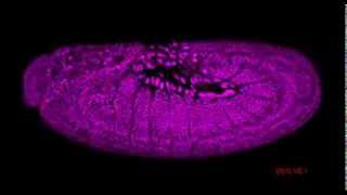 Drosophila embryogenesis [upl. by Saitam842]