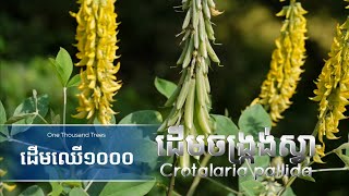 ដើមចង្ក្រង់ស្វា  Crotalaria pallida tree [upl. by Fawcette]