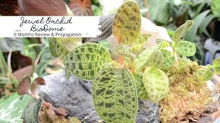 Jewel Orchid BioDome  6 Months Review amp Propagation  Sams Greenhouse [upl. by Tabshey101]