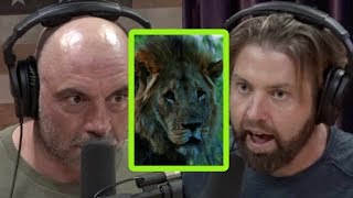 Forrest Galante Had a Close Call With a “Tranquilized” Lion [upl. by Yerfoeg516]