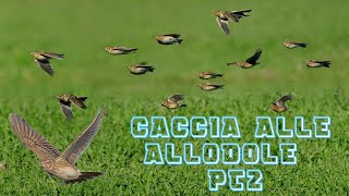 CACCIA ALLE ALLODOLE PT 2 [upl. by Ader232]