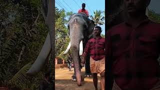 1003  Attingal kalidasan elephant elephantvideo [upl. by Freda]