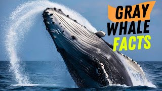 Amazing Facts About Gray Whale [upl. by Neirual]