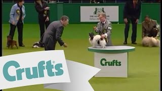 Toy Group  Winner  Crufts 2009 [upl. by Alleroif682]