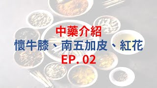 單方中藥介紹EP02 懷牛膝  五加皮  紅花 [upl. by Maillij]