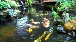 koi pond June182010 [upl. by Romilda851]