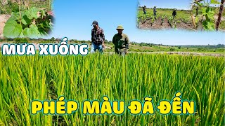 Thế Nhân  Ruộng Lúa Còn Sót Lại Của Mùa Khô Ở Nông Trại Số 1 Bản Kapingala Liệu Có Thành Công [upl. by Woehick]