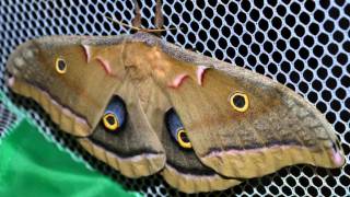 Polyphemus Caterpillar to Mothwmv [upl. by Judson]