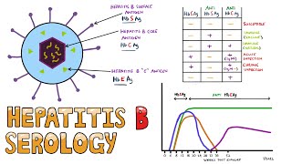 Hepatitis B Serology MADE EASY  How to Interpret Hepatitis B Serology in under 5 minutes [upl. by Annatnas]