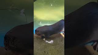 The beautiful Otters shortsvideo shorts otterspool otters animals petslovers zoo zoolife [upl. by Ariem895]