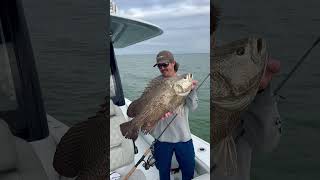 MASSIVE 147LB TRIPLE TAIL smithoptics fishing freemanboatworks tripletail [upl. by Evander533]