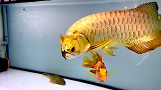 Top 4 Premium Golden Arowana Fish  Super Rare Arowana In Asia [upl. by Lucy]