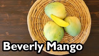 Truly Tropical Mango Varieties Beverly [upl. by Mayhew]